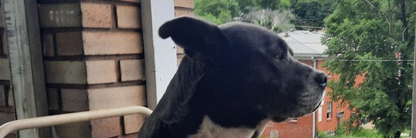 MuircheartaighD Profile Banner