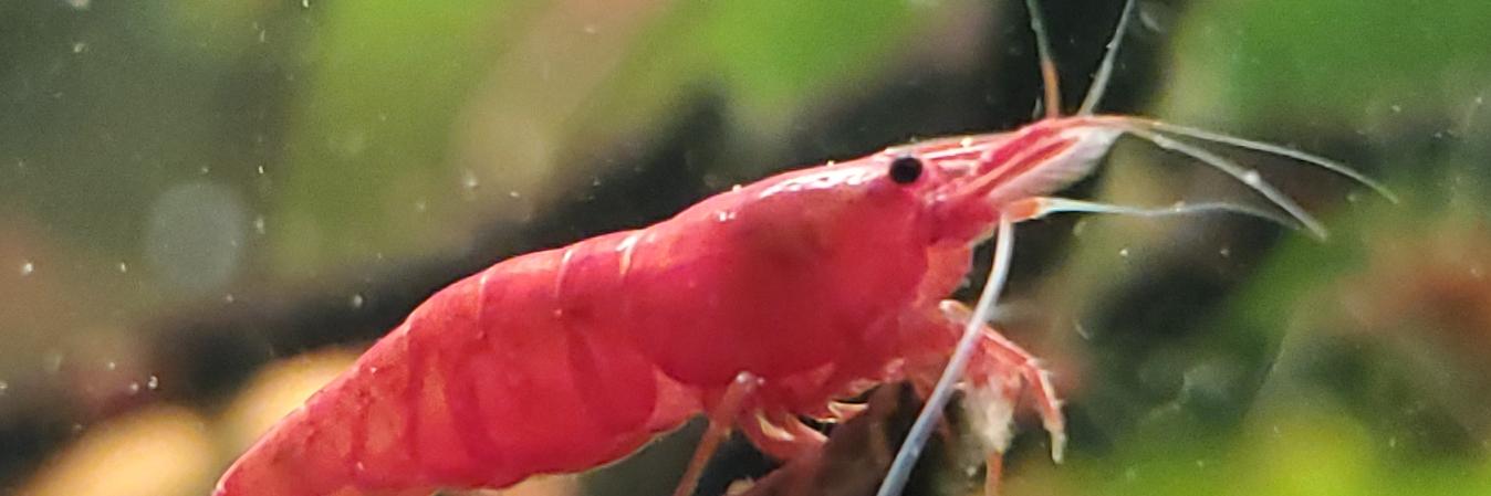 MiniMo0se's profile banner image