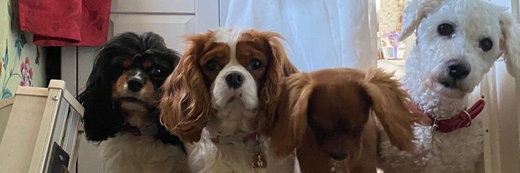 Elliemaesdaddy's profile banner image