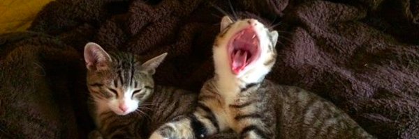 EMillard_Writer Profile Banner