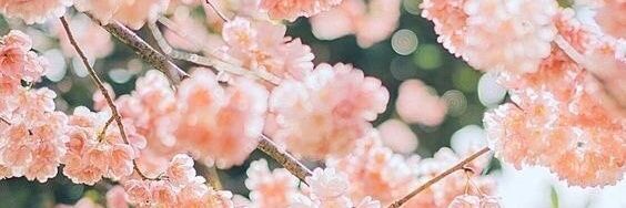 Pirdaaaaaaaaa banner