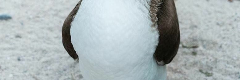 Guillermo Reséndiz banner