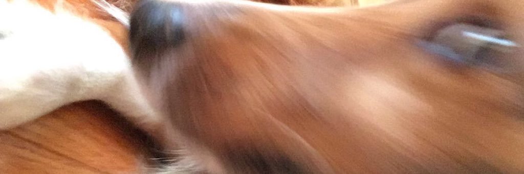 鹿犬 banner