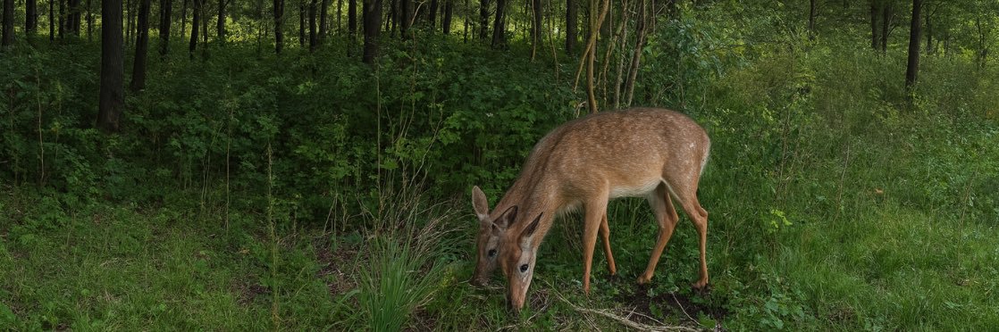 Jupiter Staraj 👽 The Princess banner