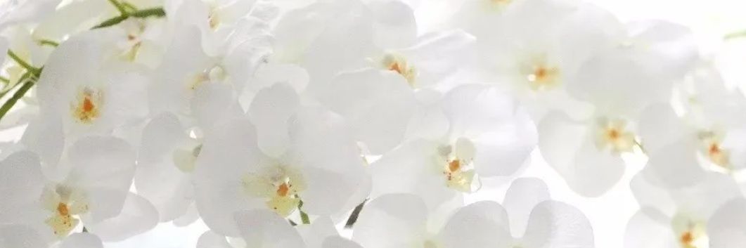 NeniiLoving's profile banner image