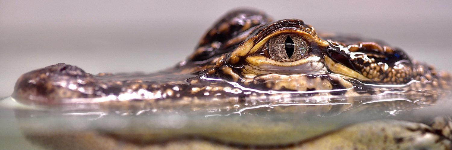 PolyodonDuncan's profile banner image