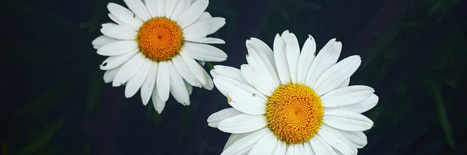anahihdzp's profile banner image