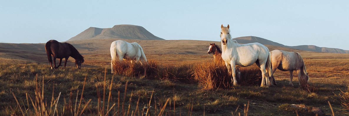 Daniel Alford banner