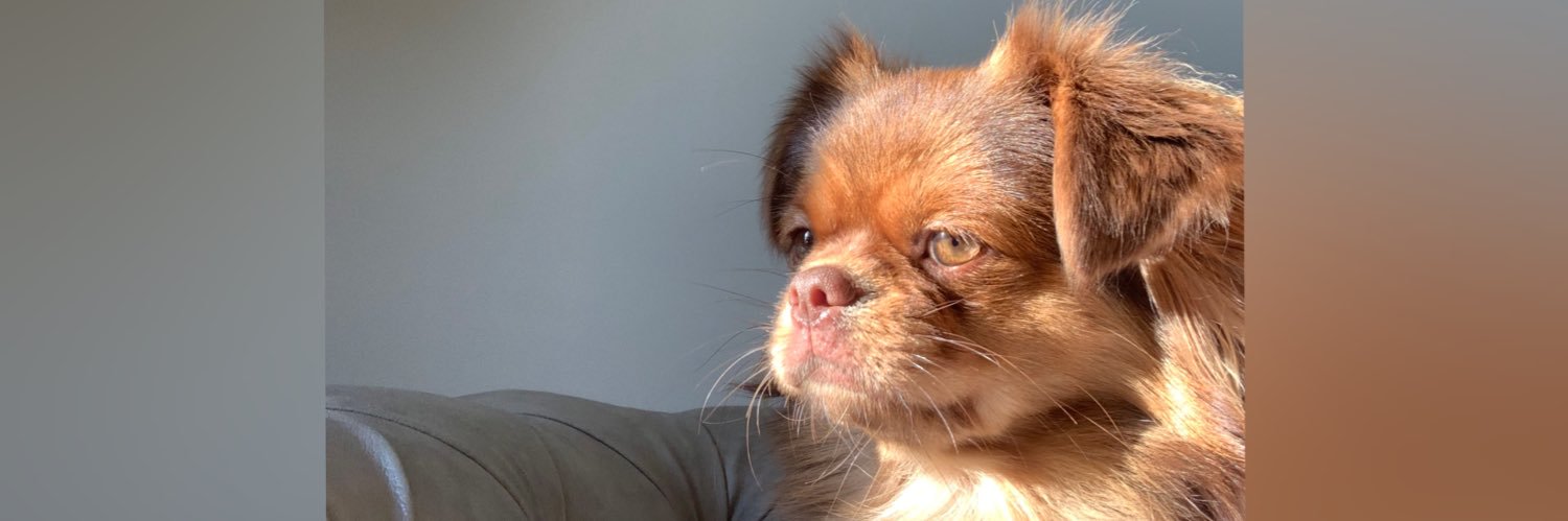 ReemDarwesh's profile banner image
