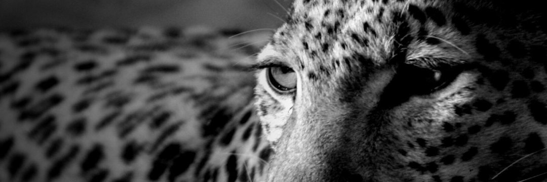 me__fato's profile banner image
