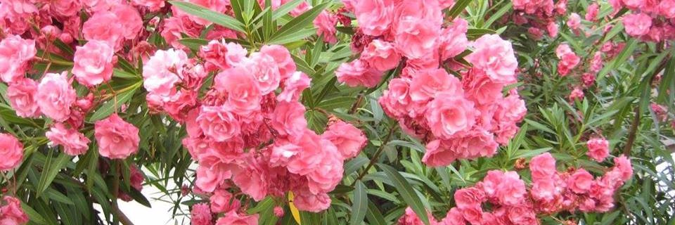 Dr Michelle Newcomb banner