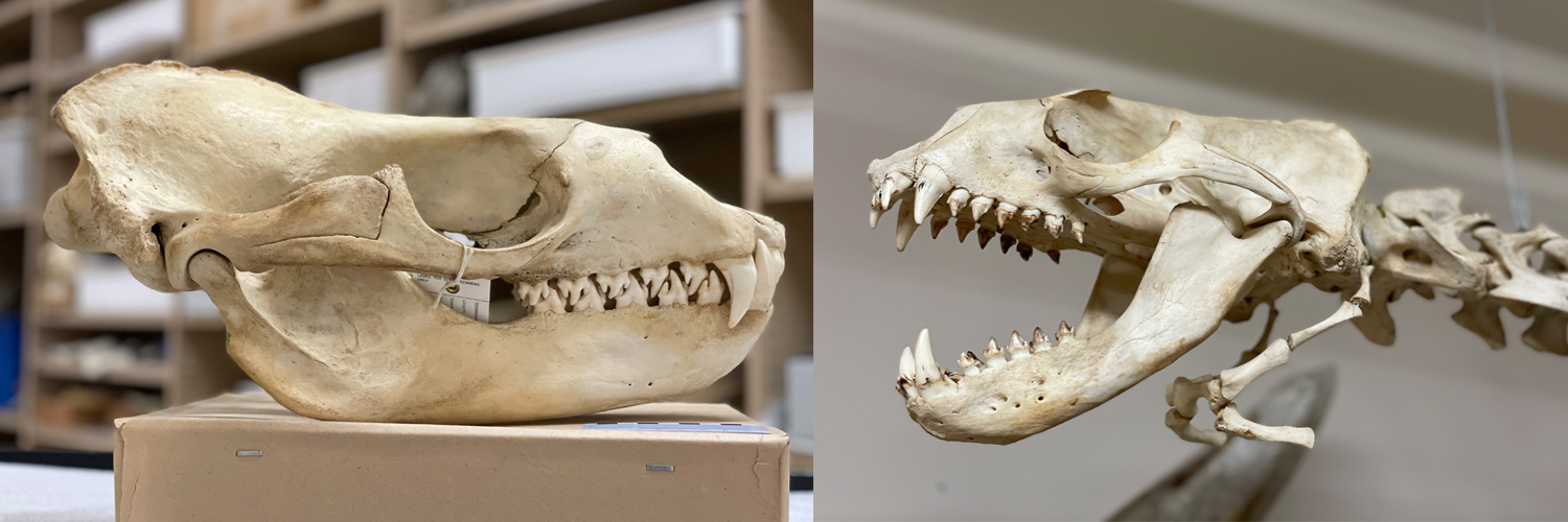 Dr David Hocking banner