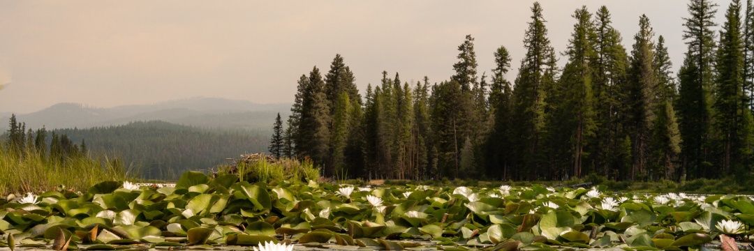 PVSomashekar's profile banner image