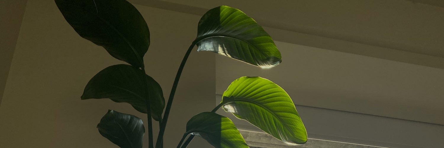 Darya_Varvara's profile banner image