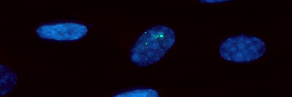 caronelab Profile Banner