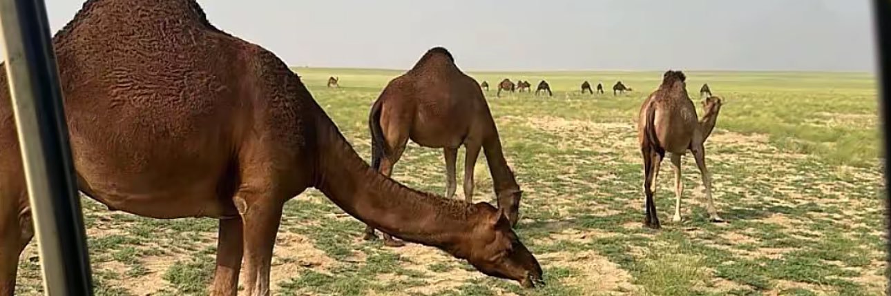 يزَن العقيلي | 📚📰 banner