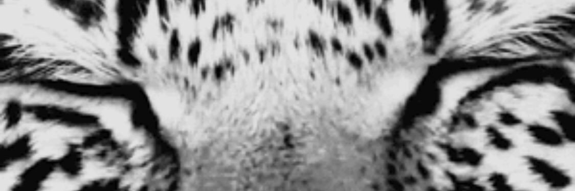MelMikel's profile banner image