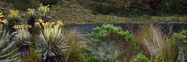 adriana lagos banner