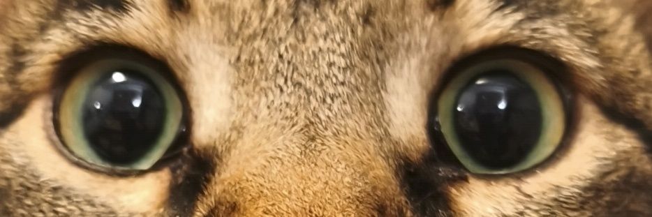 Amattore's profile banner image