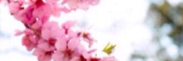 S_Alhamoud's profile banner image