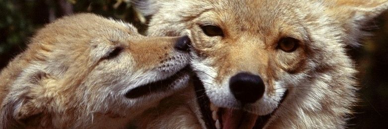 HeraCoyote's profile banner image
