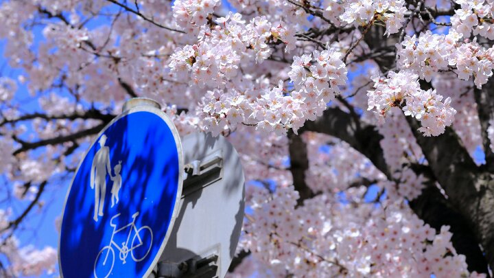 コケシ banner