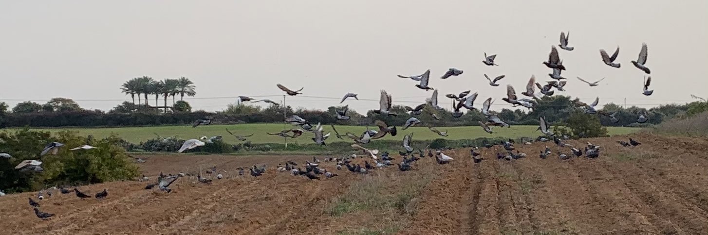 Tzachi Pilpel banner