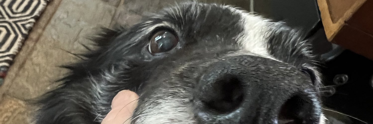 childless dogino banner