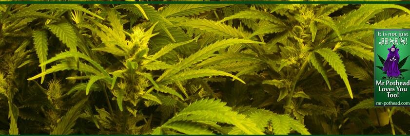 Mr PotHead banner