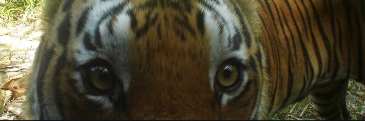TexasMadeAxel's profile banner image