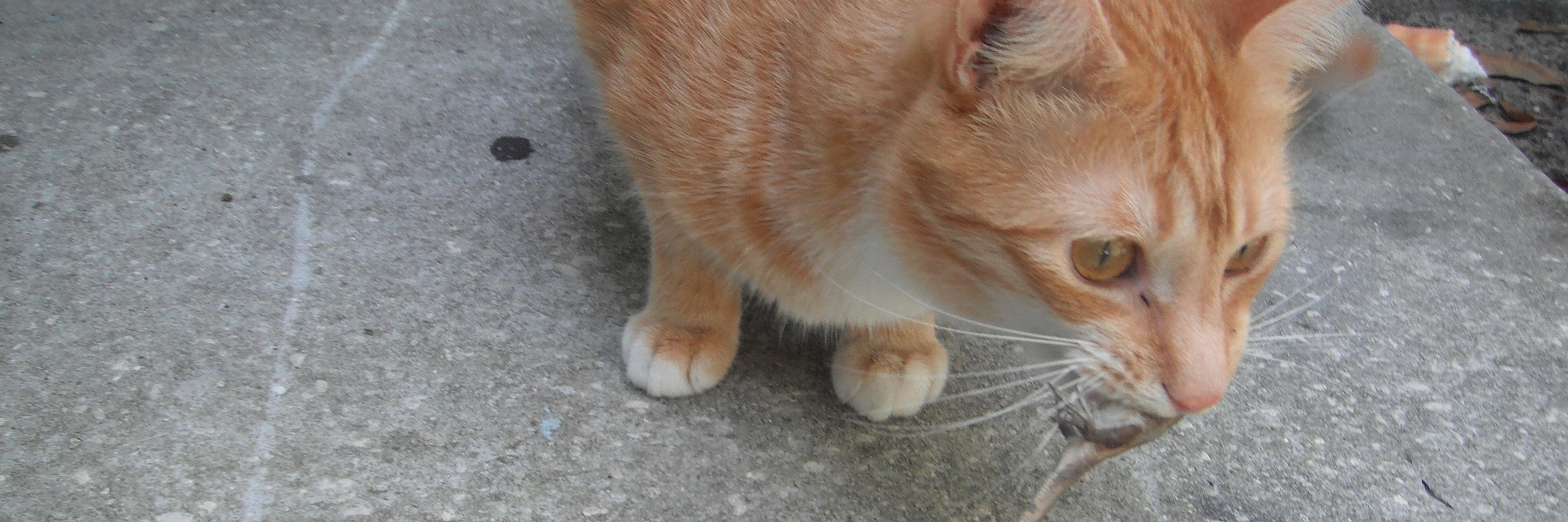 BadCatChris's profile banner image