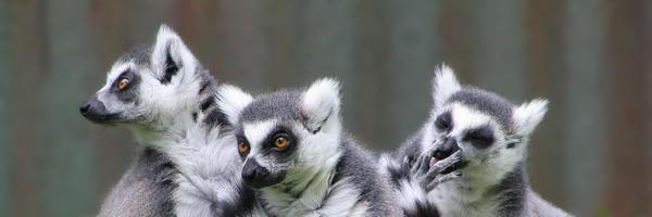 agmaitre Profile Banner