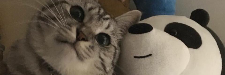 ponoy1224's profile banner image
