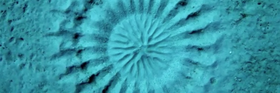 Marco Bertamini🇪🇺 banner