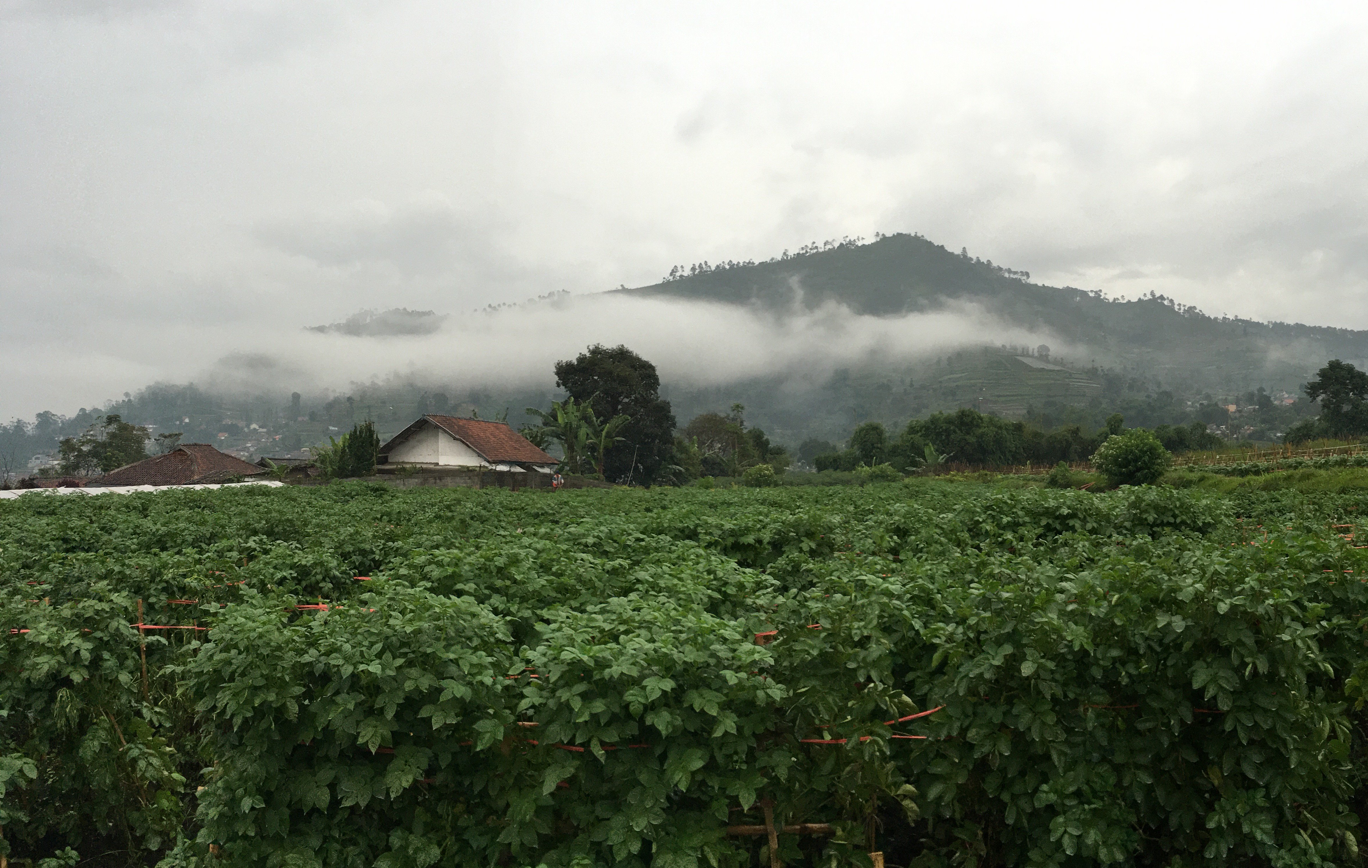 Biotech Potato banner