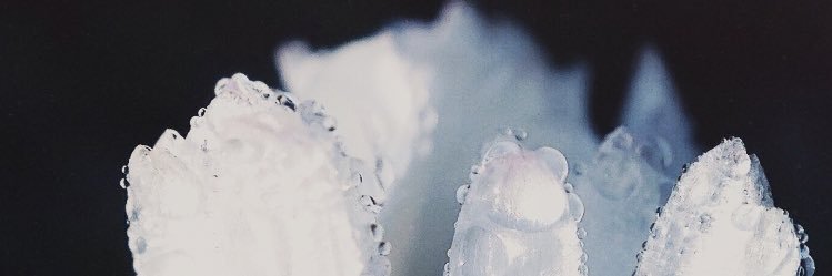 TY8932 🍀🦋 banner