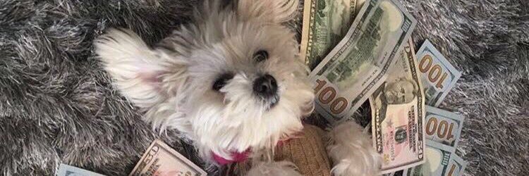 TrapDrugs's profile banner image