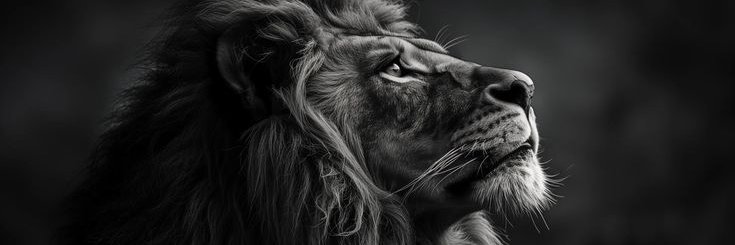 GustaGhof's profile banner image