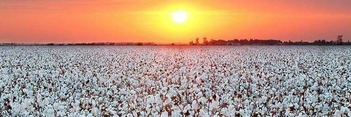 freedomcorn's profile banner image