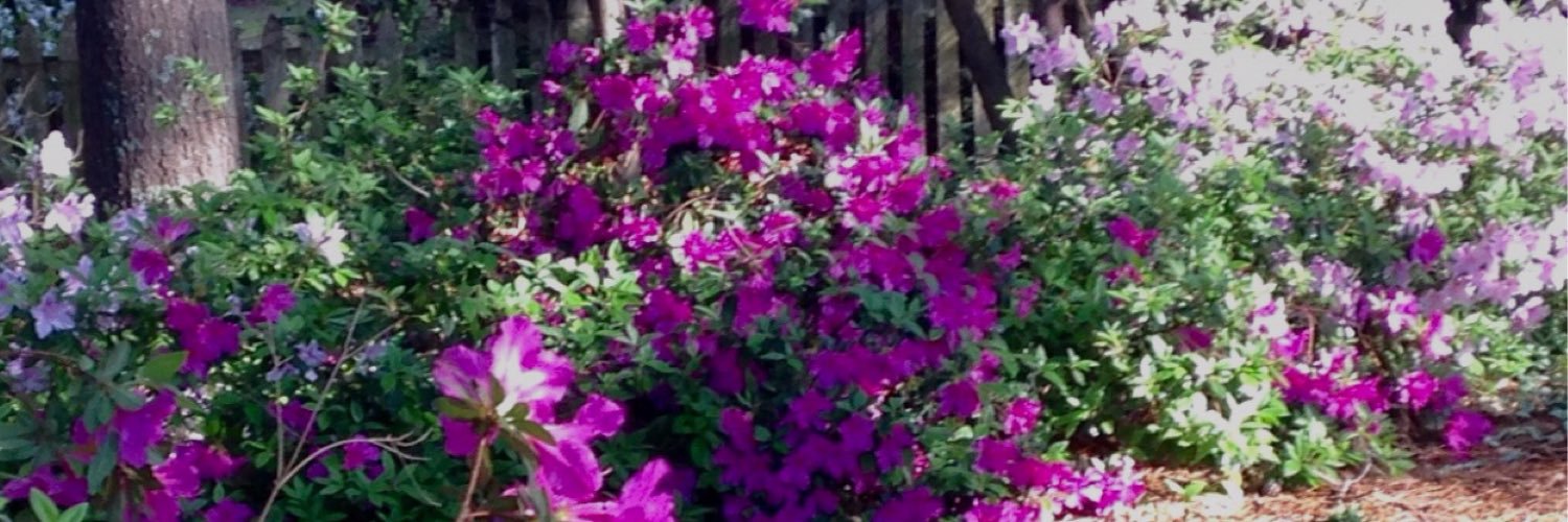 PatriciaCauthen's profile banner image