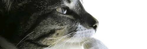 Nora🏳️‍⚧️ banner