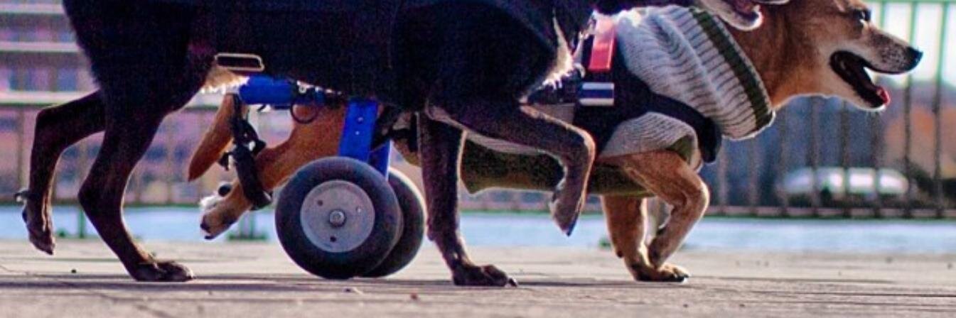 disabledpetsday's profile banner image
