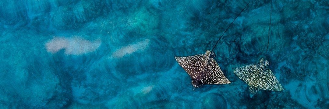 Deep Pacific Podcast banner