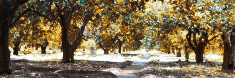 OlgiKike's profile banner image