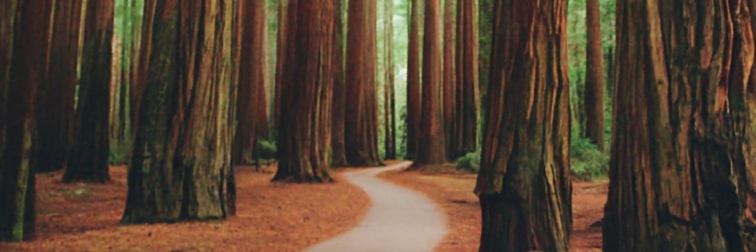 Shannon Davis banner