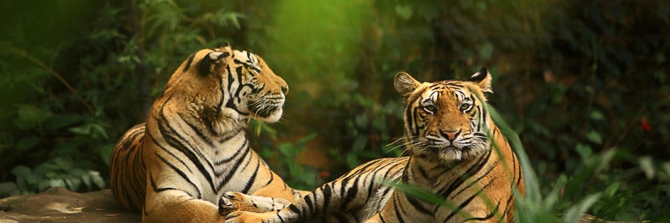 bcakshatha's profile banner image