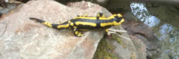 savoieman Profile Banner