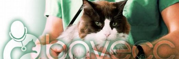 BAVECCvets Profile Banner