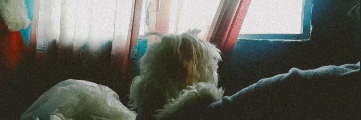 vanemonterroso's profile banner image