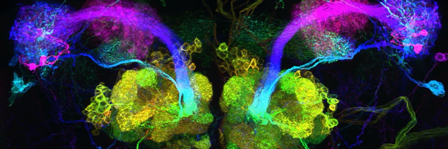 Ilona Grunwald Kadow banner